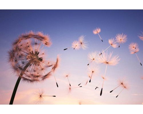 Een prachtige paardenbloem, gedetailleerd vastgelegd op een natuurgetrouw fotobehang.