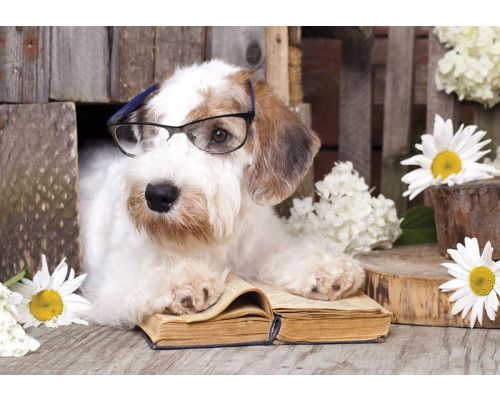 Fotobehang met een professorhond uit de dolle beestenboel collectie, geschikt voor kantoor of kinderkamer.