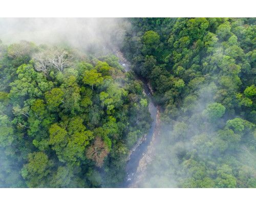 Fotobehang van een regenwoud in de mist, met dichte bomen en een mysterieuze sfeer.