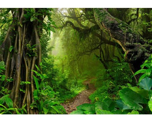 Een dicht regenwoud met weelderige jungle en bomen, vastgelegd op dit fotobehang met een serene natuuromgeving.