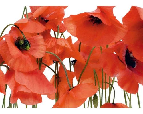 Fotobehang Rode Klaprozen