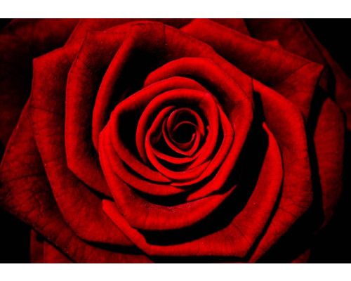 Rode roos in schilderstijl, een fotobehang dat liefde en romantiek uitstraalt.