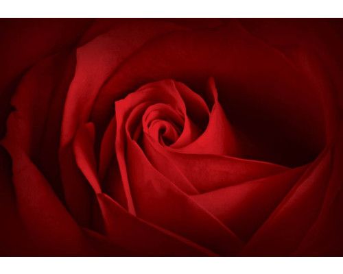 Roze bloemen in een abstract ontwerp, weergegeven op een artistiek fotobehang voor een warme sfeer.