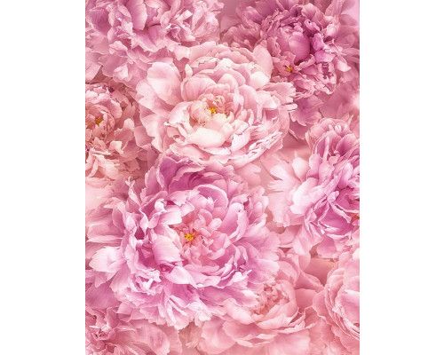 Roze pioenrozen bloemen, zacht en romantisch weergegeven in dit fotobehang, perfect voor een rustgevende ruimte.