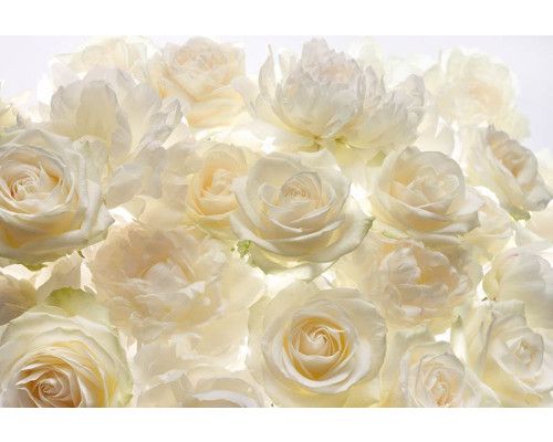Witte rozen bloemen, elegant weergegeven op een muur in dit fotobehang, ideaal voor een rustige, serene sfeer.