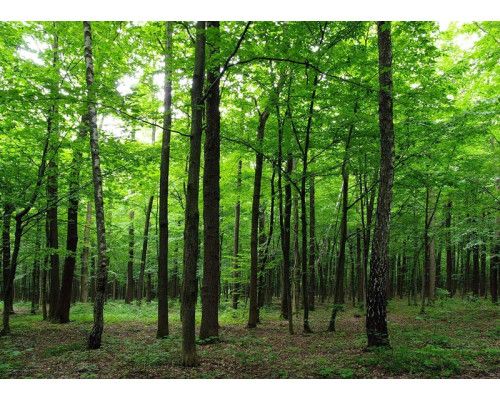 Fotobehang Rustgevend Bos