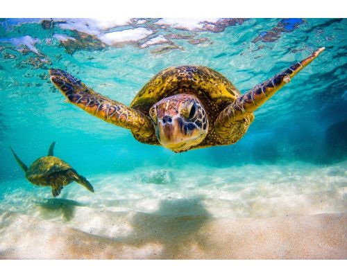 Fotobehang schildpad in de oceaan met zwemmende schildpad in helder turquoise water.