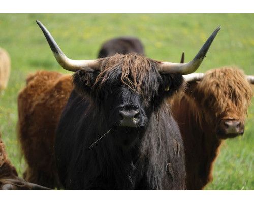 Fotobehang van een Schotse hooglander, dier in natuurlijke omgeving.