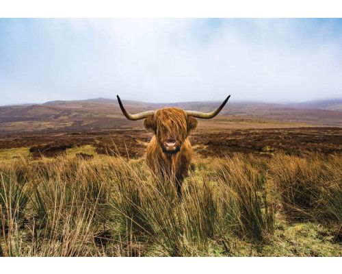 Schotse hooglander in een weids natuurgebied, afgebeeld tegen een natuurlijke achtergrond van heide en bos.