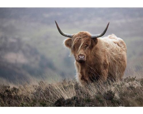 Fotobehang van een Schotse hooglander in de wildernis, met een natuurlijke en wilde uitstraling.