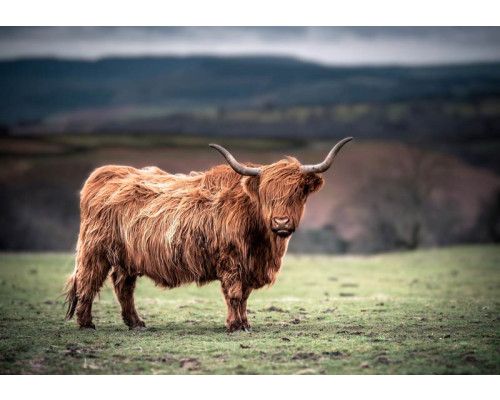 Fotobehang van een Schotse hooglander die in de zon staat, met een warme natuurlijke uitstraling van het landschap.
