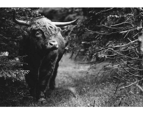 Zwart-wit fotobehang van een Schotse hooglander in het bos, met een sereen en mystiek gevoel.