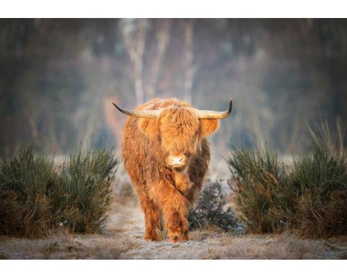 Schotse hooglander op de heide vastgelegd op dit fotobehang, met een prachtige weergave van natuurlijke schoonheid in de natuur.