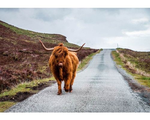 Dit fotobehang toont een Schotse hooglander die over een landelijke weg loopt, met een idyllische natuuromgeving.