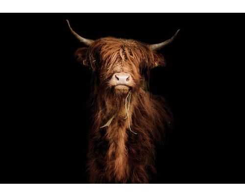 Fotobehang met een majestueuze schotse hooglander op een donkere, zwarte achtergrond. Het krachtige silhouet van de os creëert een dramatisch effect in de slaapkamer.