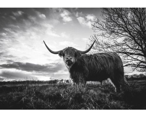 Schotse Hooglander in zwart-wit, gefotografeerd bij zonsondergang op een uitgestrekte heide, fotobehang voor een robuuste natuurlijke uitstraling.
