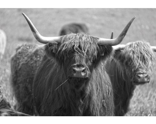 Fotobehang van een Schotse hooglander in zwart-wit, dierenfotografie.