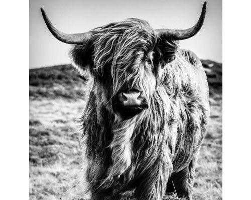Fotobehang van een Schotse hooglander in zwart-wit, afgebeeld in een natuurlijke omgeving.