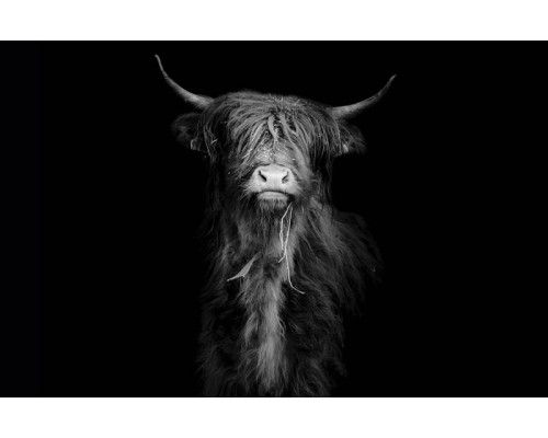 Zwart-wit fotobehang met een schotse hooglander die trots in een landschap staat.