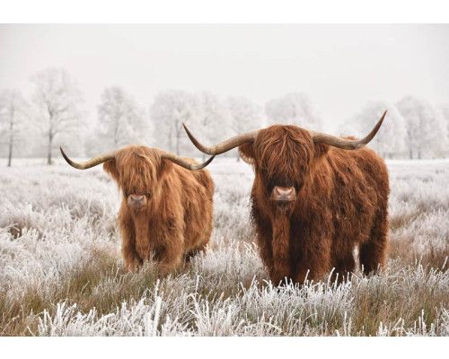 Schotse hooglanders grazen vredig in een weelderige weide, omringd door uitgestrekte heidevelden.