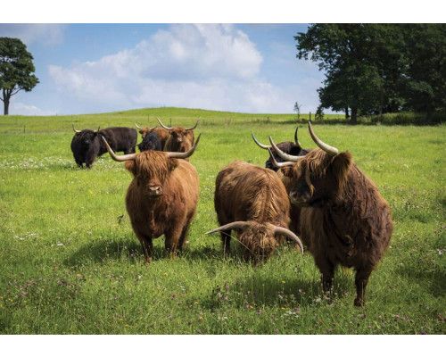 Fotobehang van Schotse hooglanders in de natuur, dieren in hun element.