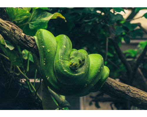 Slang kronkelt door groen gebladerte, natuurgetrouw weergegeven met rijke details op dit fotobehang.
