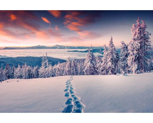 Fotobehang van besneeuwde bergen die uitkijken over een uitgestrekt boslandschap vol bomen.