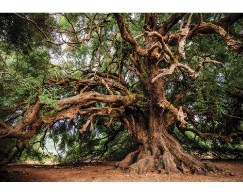 Leeuw bij zonsondergang in Afrika, warm en natuurlijk fotobehang.