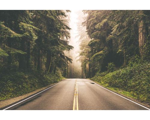 Een fotobehang van een Amerikaanse weg die door een bos loopt, gecreëerd in een 3D-stijl voor extra diepte.