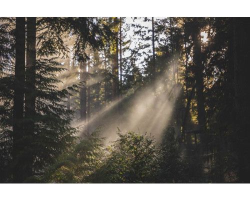 Fotobehang van een stralend boslandschap, waar de zon door de bomen schijnt en de natuur in volle bloei staat.
