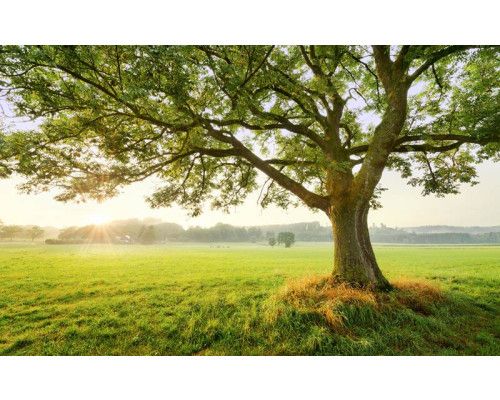 The Magic Tree in een weide met alpen natuur en een grote boom.