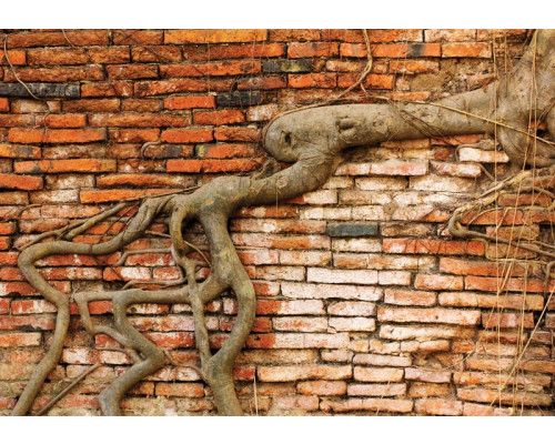 Fotobehang van verweerde boomwortels tegen een bakstenen muur, met een natuurlijk en industrieel design.