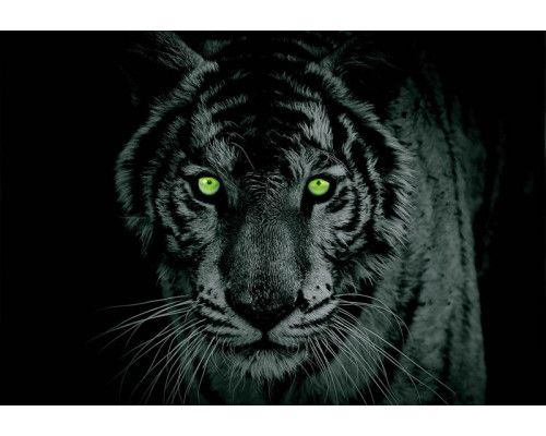 Fotobehang van onderwaterdieren in een aquarium, ideaal voor kinderen.