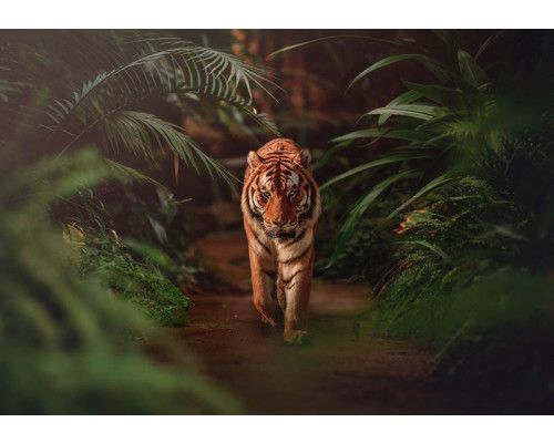 Fotobehang van een majestueuze tijger die door het regenwoud sluipt, omringd door weelderige jungle en natuur, met aandacht voor elk detail van de omgeving.