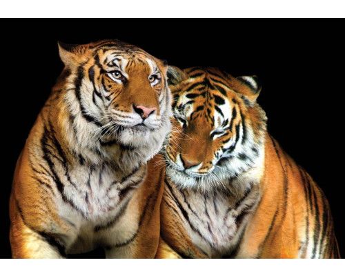 Tijgers, natuurfotobehang met wilde dieren, ideaal voor een avontuurlijke ruimte.