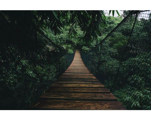 Fotobehang van een touwbrug die door een tropisch regenwoud slingert, omgeven door dichte jungle en groene natuur.