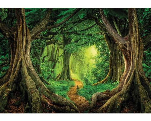 Tropisch regenwoud fotobehang voor kinderkamers, magisch en kleurrijk.