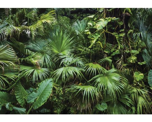Tropische jungle met weelderige groene planten en exotische bloemen, fotobehang dat een oase van rust en natuur creëert.