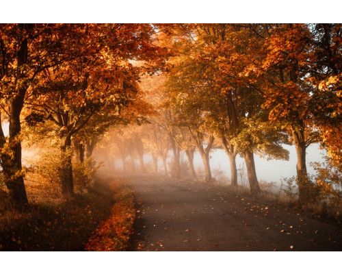 Een tunnel van herfstbomen, prachtig vastgelegd in 3D-stijl op een sfeervol fotobehang.