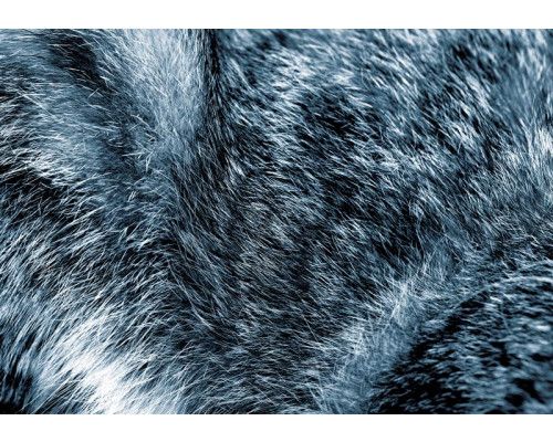 Gedetailleerde vacht van verschillende dieren, natuurgetrouw weergegeven op dit fotobehang met een zachte textuur.
