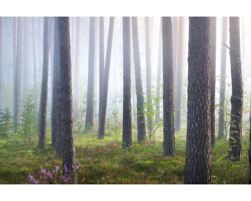 Fotobehang van een verborgen bos in de nevel, waar bomen en natuur gehuld zijn in een mystieke mist.