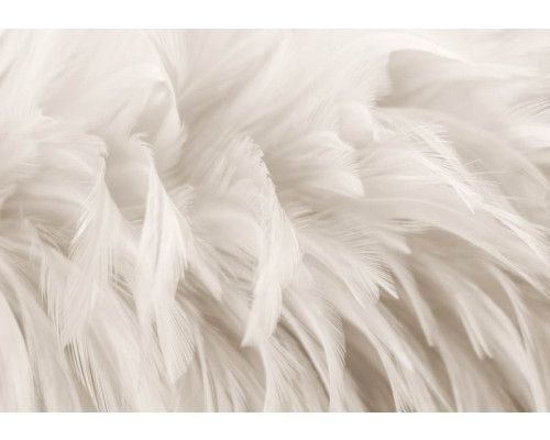 Fotobehang van veren op vliesbehang, met een zachte en elegante uitstraling.