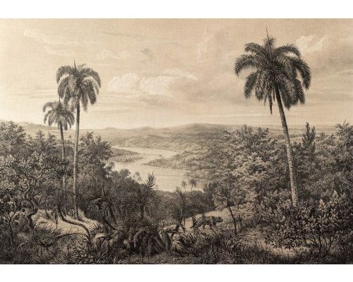 Vintage jungle met amazonepalmbomen, vastgelegd op dit tropische fotobehang met een natuurlijke uitstraling.