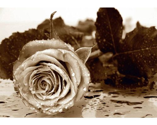 Fotobehang Vintage Roos