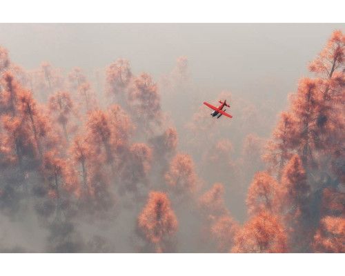 Fotobehang van een vliegtuig dat boven een mistig dennenbos vliegt, met bomen die bedekt zijn met dauw.