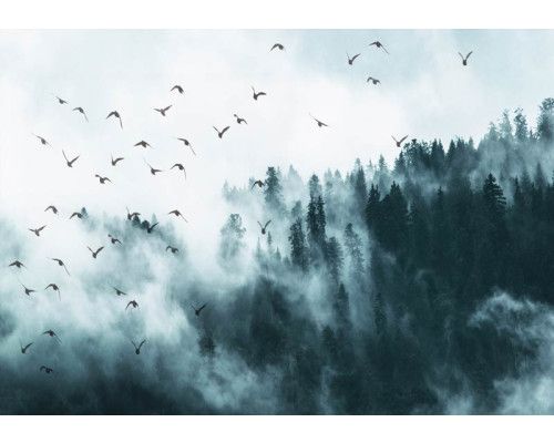 Fotobehang van vogels in de mist met een bos en bomen op de achtergrond.