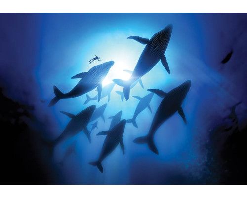 Fotobehang met walvissen in de zee, levensecht en indrukwekkend.