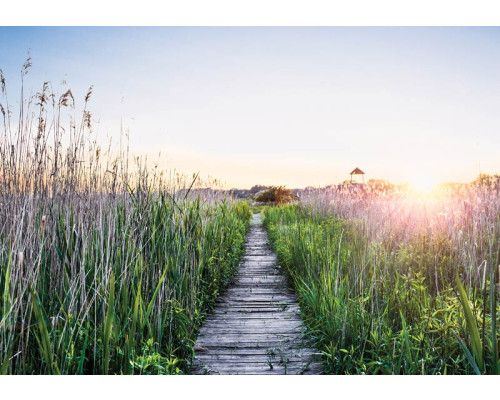 Fotobehang wandelpad in de avondzon met een houten pad tussen hoog gras en een warme zonsondergang.