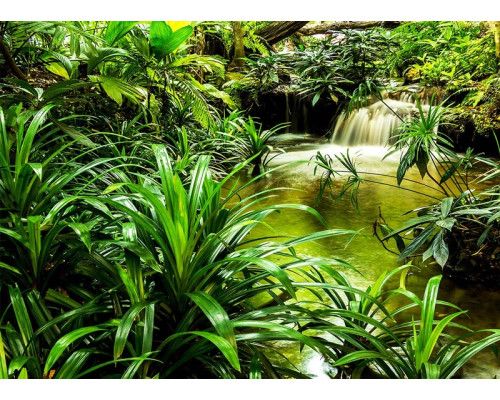 Fotobehang van een waterval tussen tropische groene planten in een jungle.