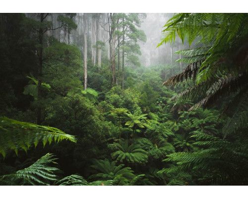 Fotobehang van een weelderig groen bos in een paradijselijke jungle, waar dichte bladeren en bomen het landschap vullen.